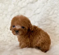Ammie micro teacup, a female Poodle - Toy  for sale in Los Angeles, CA – 5 of 7