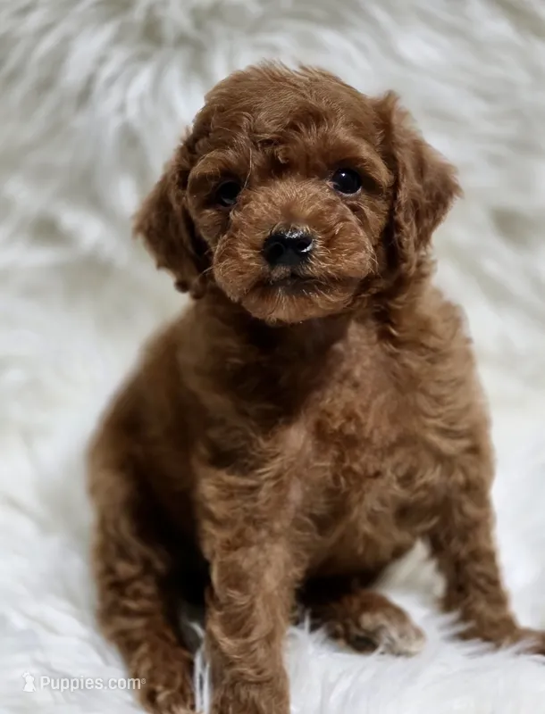 Ginger deep red toy – Poodle - Toy  puppy for sale in Los Angeles, CA