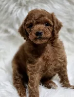 Ginger deep red toy, a female Poodle - Toy  for sale in Los Angeles, CA – 1 of 3