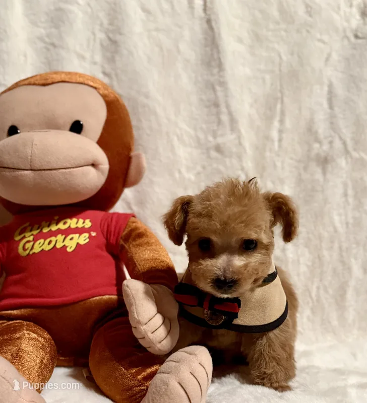 Junior – Poodle - Toy  puppy for sale in Los Angeles, CA