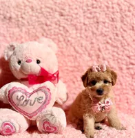 Precious toy female, a female Poodle - Toy  for sale in Los Angeles, CA – 5 of 7