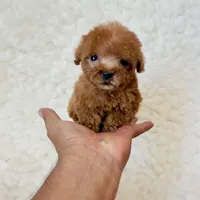 Ammie micro teacup, a female Poodle - Toy  for sale in Los Angeles, CA – 4 of 7