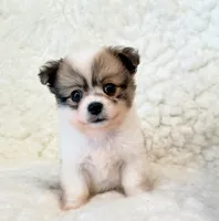 Jasper Pompoo teacup, a male Pomeranian and Poodle - Toy  for sale in Los Angeles, CA – 2 of 3