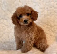 Fluffy , a male Poodle - Toy  for sale in Los Angeles, CA – 2 of 6