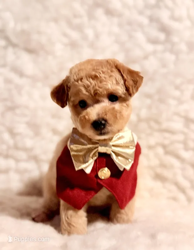 Teddy Bear – Poodle - Toy  puppy for sale in Los Angeles, CA