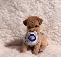 Teddy Bear, a male Poodle - Toy  for sale in Los Angeles, CA – Photo 3 of 5