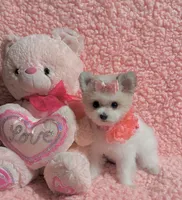 Kitty  teacup , a female Pomeranian and Poodle - Toy  for sale in Los Angeles, CA – 4 of 8