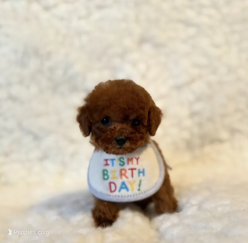 Baby bear deep red  – Poodle - Toy  puppy for sale in Los Angeles, CA