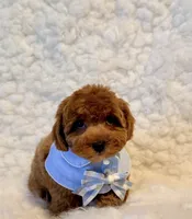 Snuggles , a male Poodle - Toy  for sale in Los Angeles, CA – 1 of 3