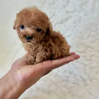 Ammie micro teacup, a female Poodle - Toy  for sale in Los Angeles, CA – 3 of 7