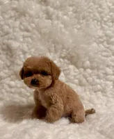 Baby Bear, a male Poodle - Toy  for sale in Los Angeles, CA – Photo 2 of 8