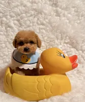 Baby Bear, a male Poodle - Toy  for sale in Los Angeles, CA – Photo 6 of 8