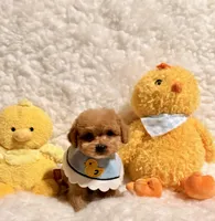 Baby Bear, a male Poodle - Toy  for sale in Los Angeles, CA – Photo 7 of 8