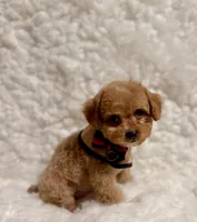 Baby Bear, a male Poodle - Toy  for sale in Los Angeles, CA – Photo 1 of 8