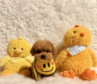 Baby Bear, a male Poodle - Toy  for sale in Los Angeles, CA – Photo 8 of 8