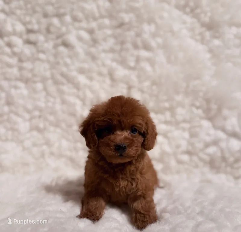 Bear deep red – Poodle - Toy  puppy for sale in Los Angeles, CA