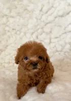 Ammie micro teacup, a female Poodle - Toy  for sale in Los Angeles, CA – 6 of 7