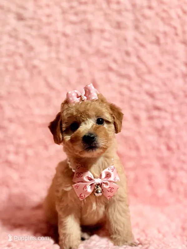 Precious apricot toy – Poodle - Toy  puppy for sale in Los Angeles, CA