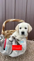 Lola , a female Labrador Retriever for sale in Keenesburg, CO – Photo 1 of 2