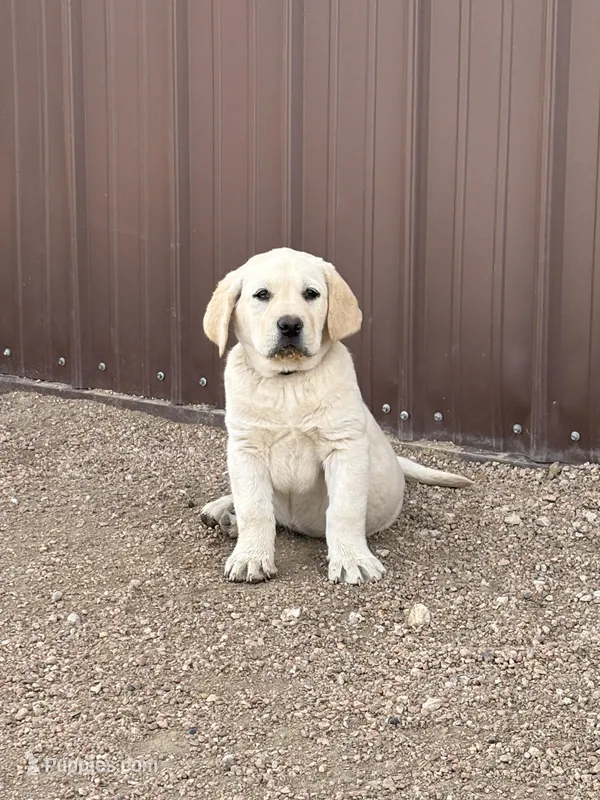 Camery  – Labrador Retriever puppy for sale in Keenesburg, CO