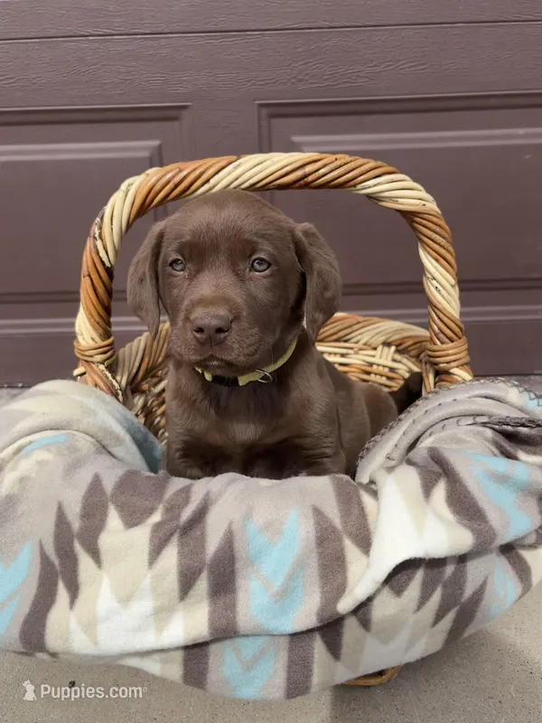 Benny  – Labrador Retriever puppy for sale in Keenesburg, CO