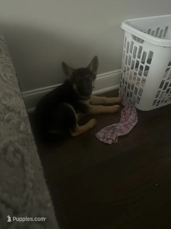 Gemma – German Shepherd Dog puppy for sale in Elkins Park, PA