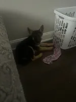 Gemma, a female German Shepherd Dog for sale in Elkins Park, PA – 1 of 3