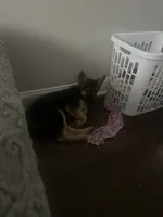 Gemma, a female German Shepherd Dog for sale in Elkins Park, PA – 2 of 3