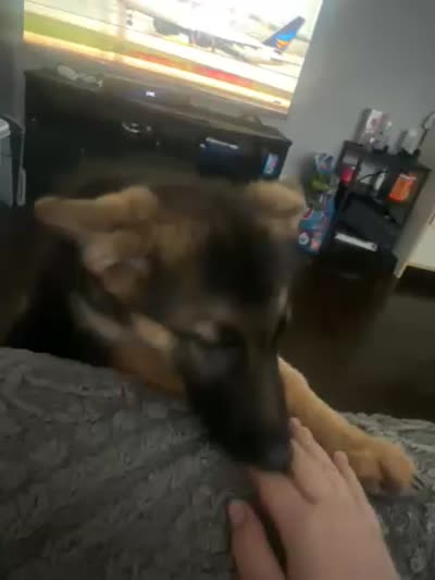 Gemma, a female German Shepherd Dog for sale in Elkins Park, PA – 3 of 3