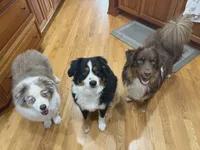 Gizmo, a male Miniature American Shepherd for sale in Tiskilwa, IL – 2 of 4