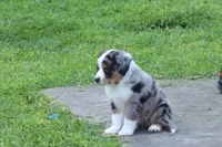 Freedom, a male Miniature American Shepherd for sale in Tiskilwa, IL – 2 of 7