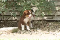 Aubree, a female Miniature American Shepherd for sale in Tiskilwa, IL – 3 of 5