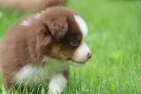 Aubrey , a female Miniature Australian Shepherd for sale in Tiskilwa, IL – 2 of 4