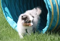 Rikki, a male Toy Australian Shepherd for sale in Tiskilwa, IL – 3 of 7