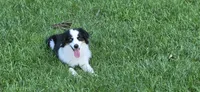 Emers, a female Miniature Australian Shepherd for sale in Tiskilwa, IL – 2 of 2