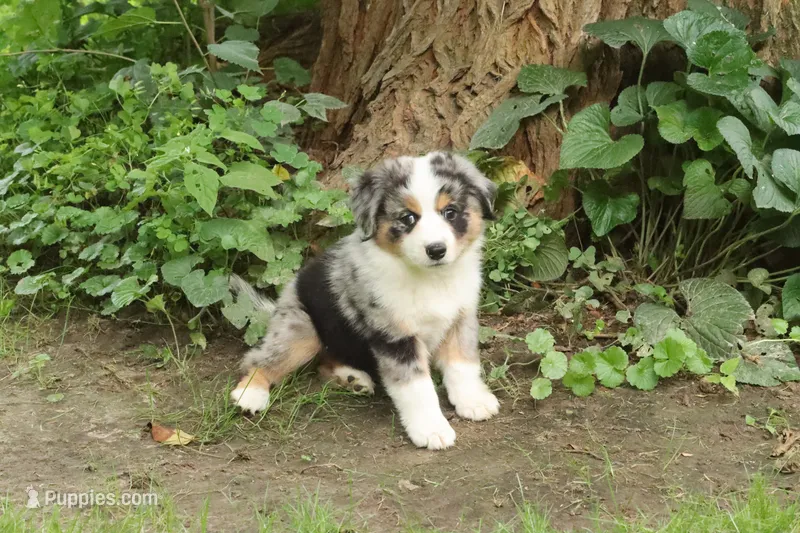 Freedom – Miniature American Shepherd puppy for sale in Tiskilwa, IL