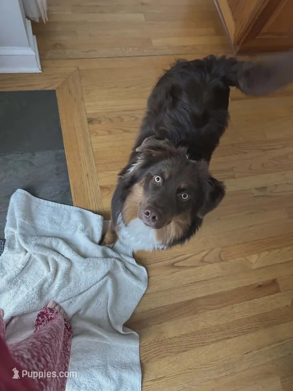 Gizmo – Miniature American Shepherd puppy for sale in Tiskilwa, IL