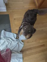 Gizmo, a male Miniature American Shepherd for sale in Tiskilwa, IL – 1 of 4