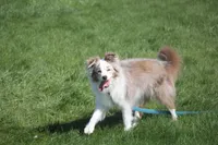 Acer, a male Miniature Australian Shepherd for sale in Tiskilwa, IL – 3 of 3