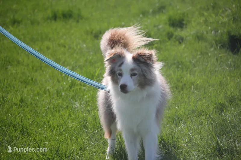 Acer – Miniature Australian Shepherd puppy for sale in Tiskilwa, IL