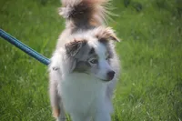 Acer, a male Miniature Australian Shepherd for sale in Tiskilwa, IL – 2 of 3