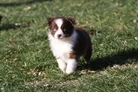 Cirrost, a female Miniature Australian Shepherd for sale in Tiskilwa, IL – Photo 4 of 5