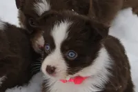 Cirrost, a female Miniature Australian Shepherd for sale in Tiskilwa, IL – Photo 3 of 5