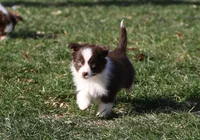 Cirrost, a female Miniature Australian Shepherd for sale in Tiskilwa, IL – Photo 5 of 5