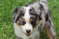 Freedom, a male Miniature American Shepherd for sale in Tiskilwa, IL – 7 of 7
