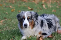 Son, a male Australian Shepherd for sale in Tiskilwa, IL – Photo 2 of 2