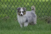 Ricky, a male Miniature American Shepherd for sale in Tiskilwa, IL – 2 of 7