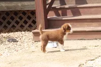 Aubree, a female Miniature American Shepherd for sale in Tiskilwa, IL – 5 of 5