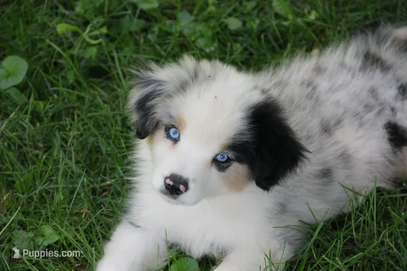 Lele – Miniature American Shepherd puppy for sale in Tiskilwa, IL