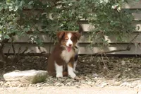Aubrey , a female Miniature Australian Shepherd for sale in Tiskilwa, IL – 4 of 4